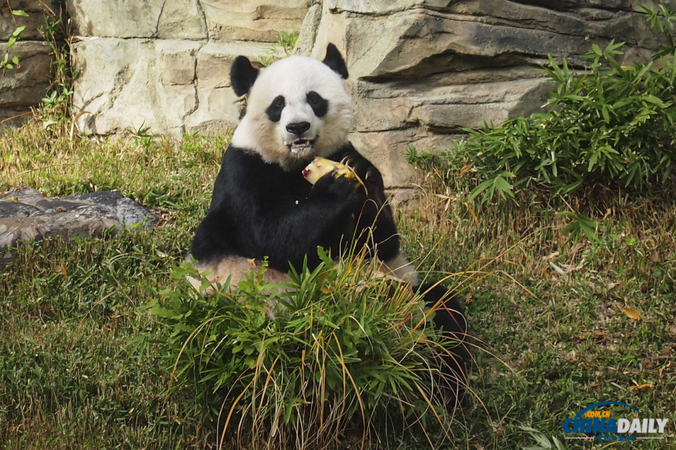 美國：旅美大熊貓誕下幼崽 動(dòng)物園為其全球征名（組圖）
