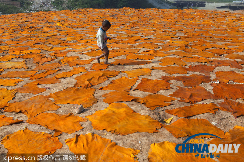 圖片故事：孟加拉國人在因造皮革受污染環境中生活