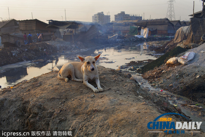 圖片故事：孟加拉國人在因造皮革受污染環境中生活