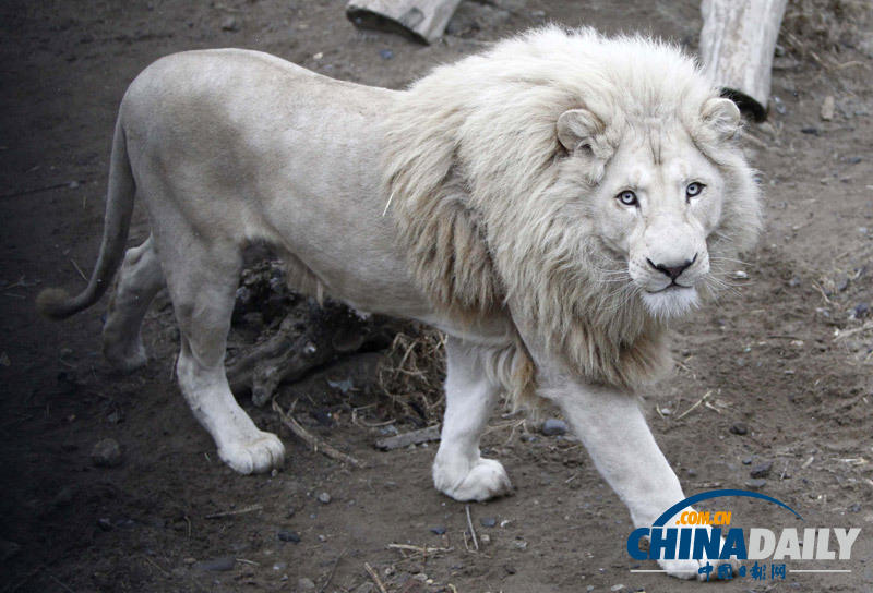 珍稀白獅寶寶亮相第比利斯動(dòng)物園 憨態(tài)可掬惹人愛