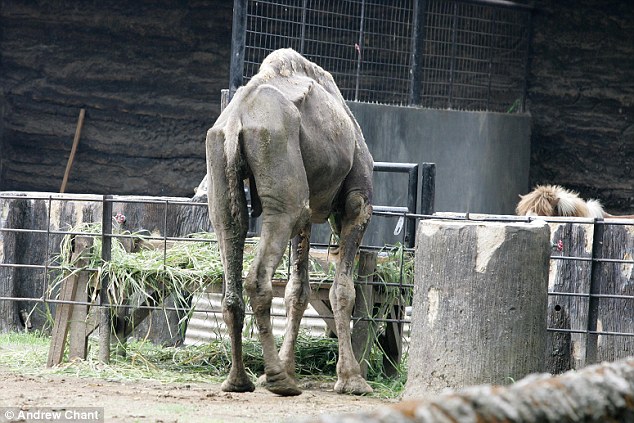 印尼動物園再爆丑聞 非洲獅被吊死在籠中
