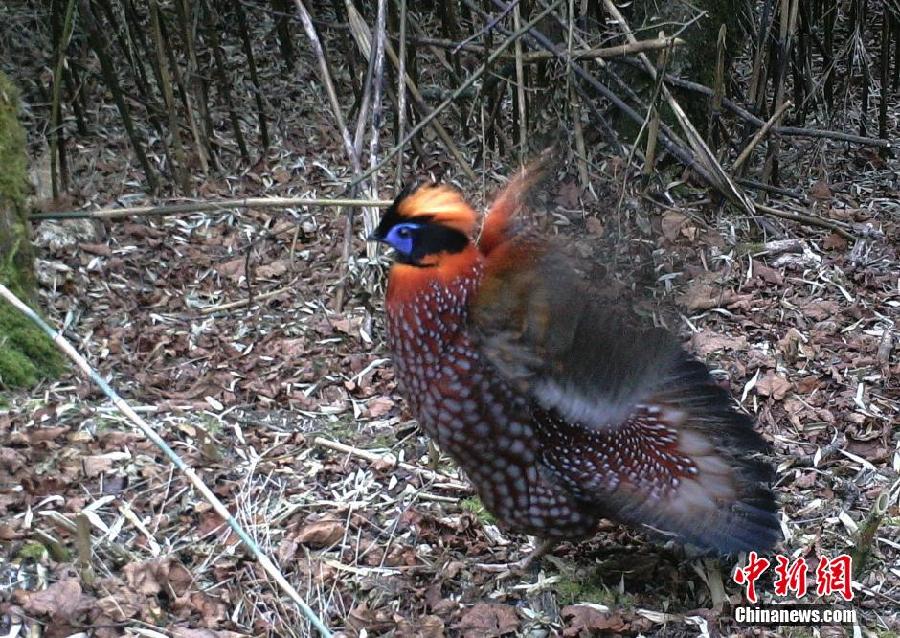 四川一保護(hù)區(qū)拍到野生大熊貓