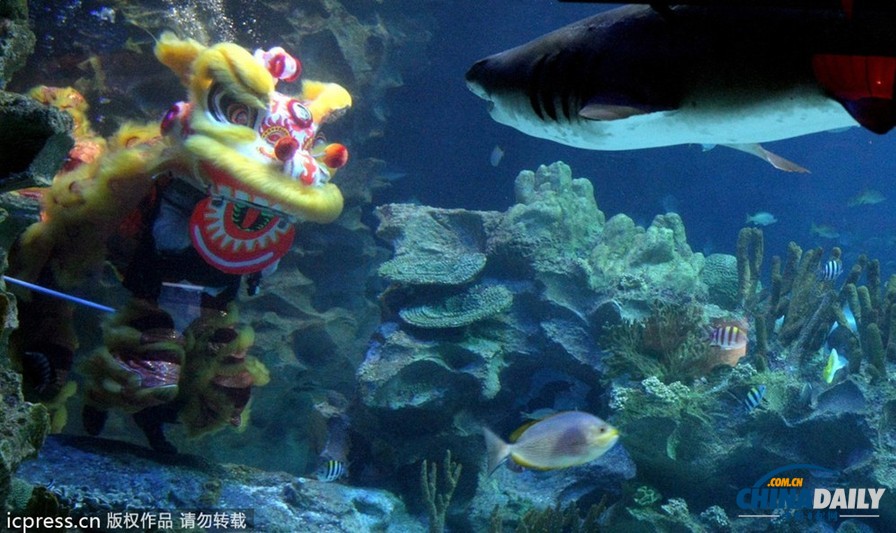 水下舞獅財神拜年 馬來西亞一水族館喜迎中國年