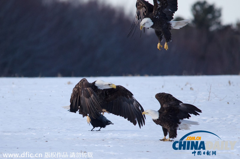 加拿大雪原上演華麗空戰：鷹擊長空護“主權”
