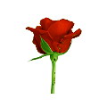 玫瑰花的學問（情人節系列）