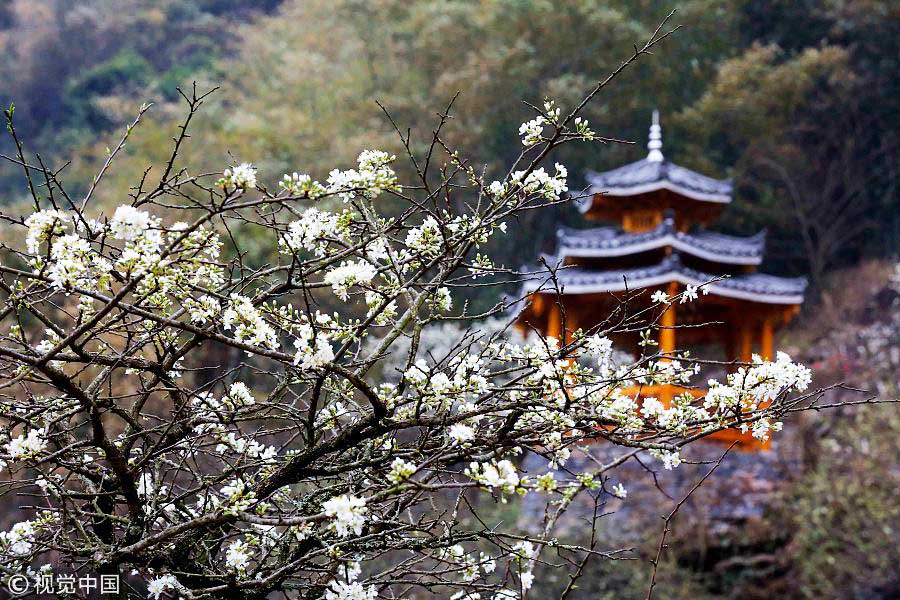 踏青季：春天盛開的9種鮮花 哪一種最美？（組圖）