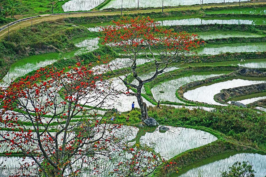 踏青季：春天盛開的9種鮮花 哪一種最美？（組圖）