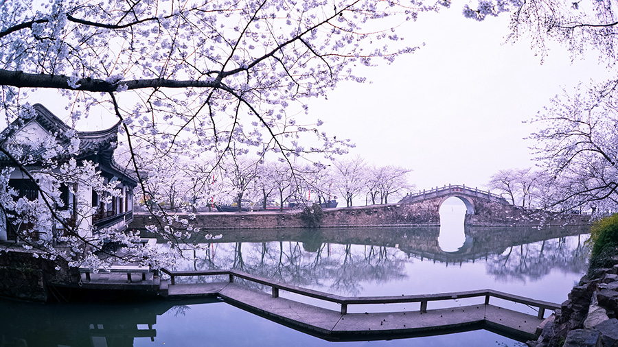 無(wú)錫黿頭渚櫻花盛開(kāi) 景色醉人（組圖）