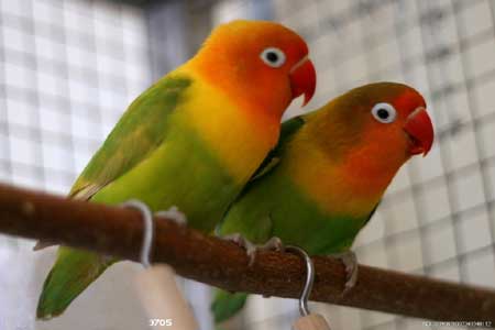Love Birds《愛(ài)情鳥(niǎo)》精講之一
