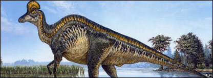 Dinosaur Found in China 中國山東發現恐龍化石群