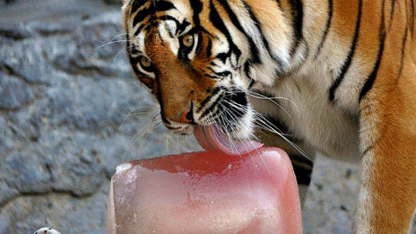 An ice treat for animals 給動物降溫