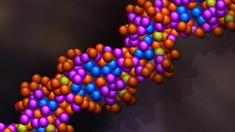 A genetic breakthrough11種導(dǎo)致阿爾茨海默病的危險(xiǎn)基因