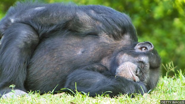 Are chimpanzee beds cleaner than human ones? 黑猩猩的“床”比人類的床還干凈？