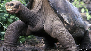 Lonesome George dies 巨龜孤獨(dú)喬治死了