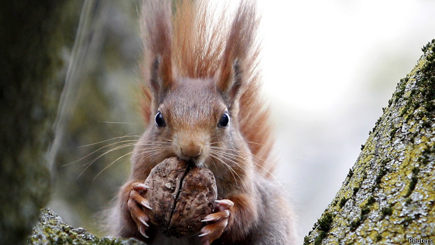 To squirrel something away 把東西儲藏起來
