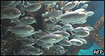 Animals: Collective Nouns 動物世界：集合名詞