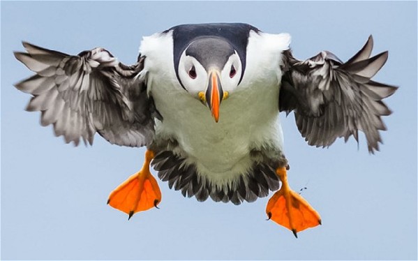 英國要選國鳥 翠鳥還是畫眉？