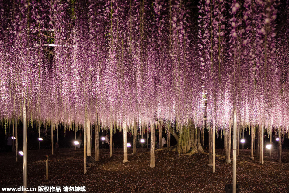 現(xiàn)實(shí)版《阿凡達(dá)》靈魂樹(shù)花開(kāi)