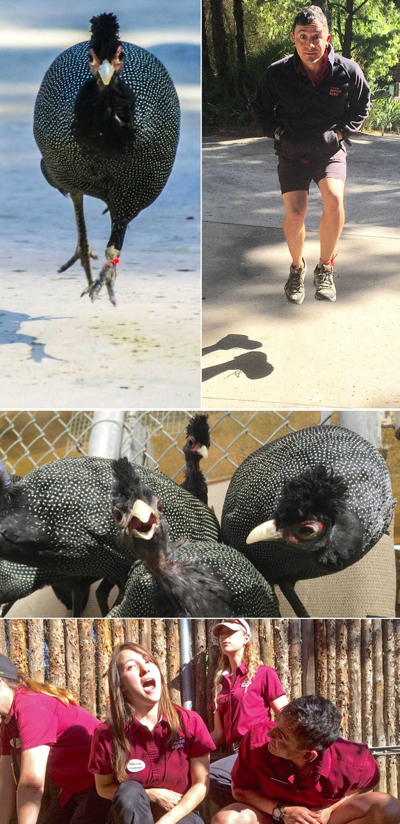 腦洞大開！澳大利亞飼養員模仿動物大賽