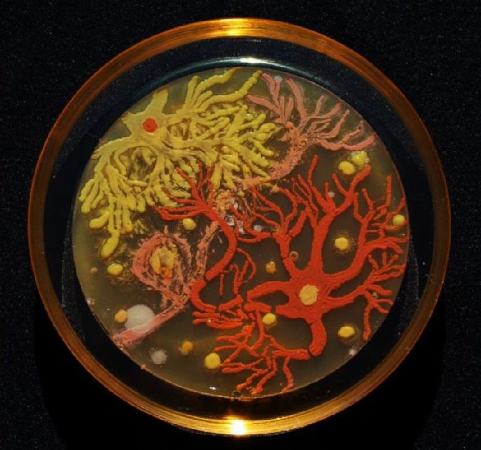 科學家的另類藝術：細菌作畫