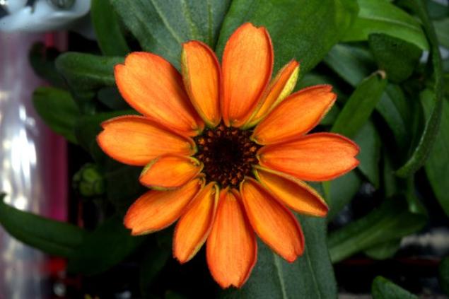 太空中開(kāi)出了第一朵花兒