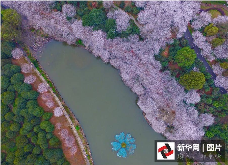 航拍：長(zhǎng)沙櫻花絢爛綻放 如詩(shī)如畫(huà)