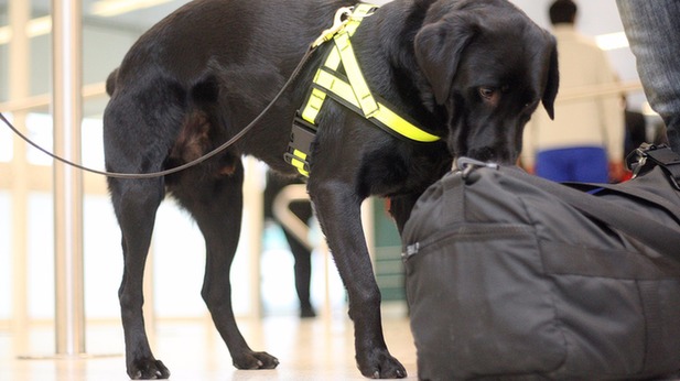 英國(guó)“吃貨”緝毒犬：專緝奶酪香腸不緝毒
