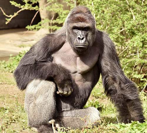 四歲男童爬入猩猩池，動(dòng)物園射殺大猩猩引爭議