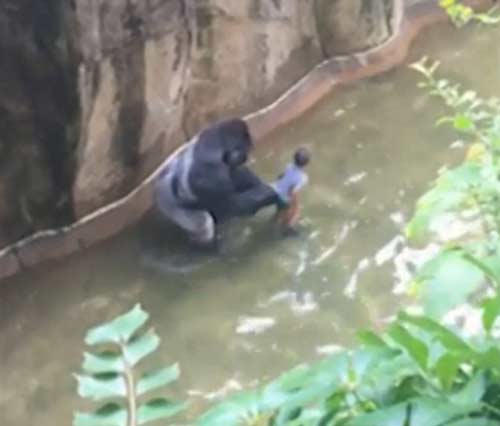 四歲男童爬入猩猩池，動(dòng)物園射殺大猩猩引爭議