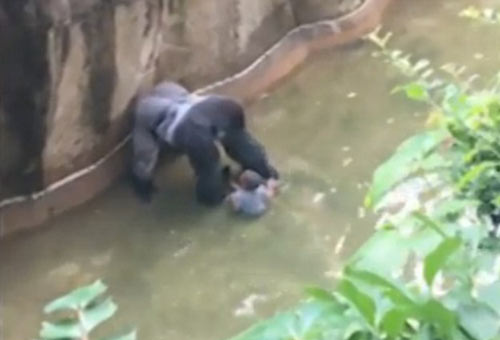 四歲男童爬入猩猩池，動(dòng)物園射殺大猩猩引爭議