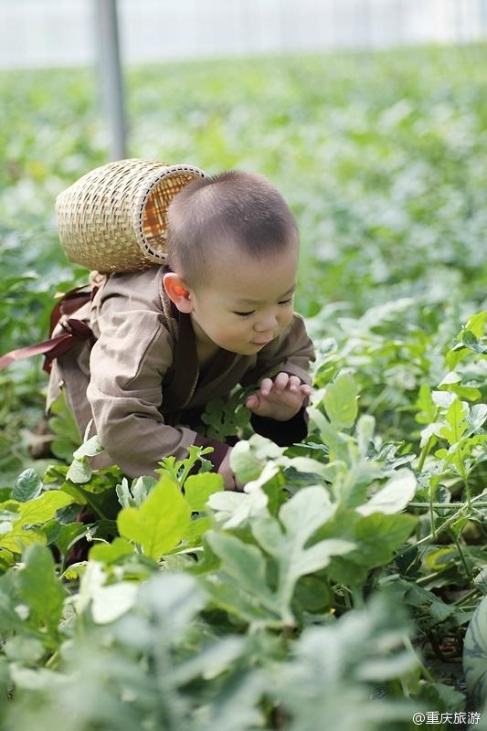 2歲萌娃吆喝自家西瓜 這個“瓜娃子”要火！（組圖）