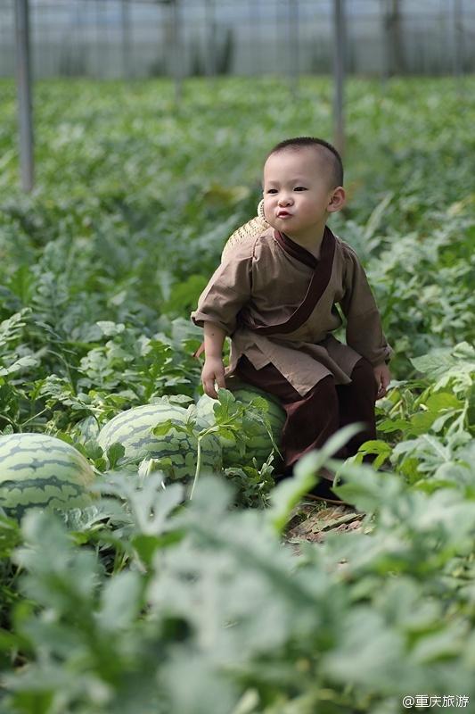 2歲萌娃吆喝自家西瓜 這個“瓜娃子”要火?。ńM圖）