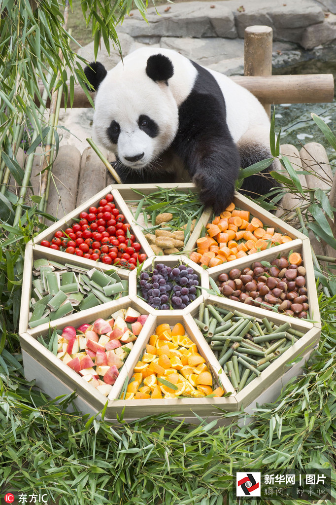 吃得開心！韓國動物園大熊貓提前享受節日大餐（組圖）