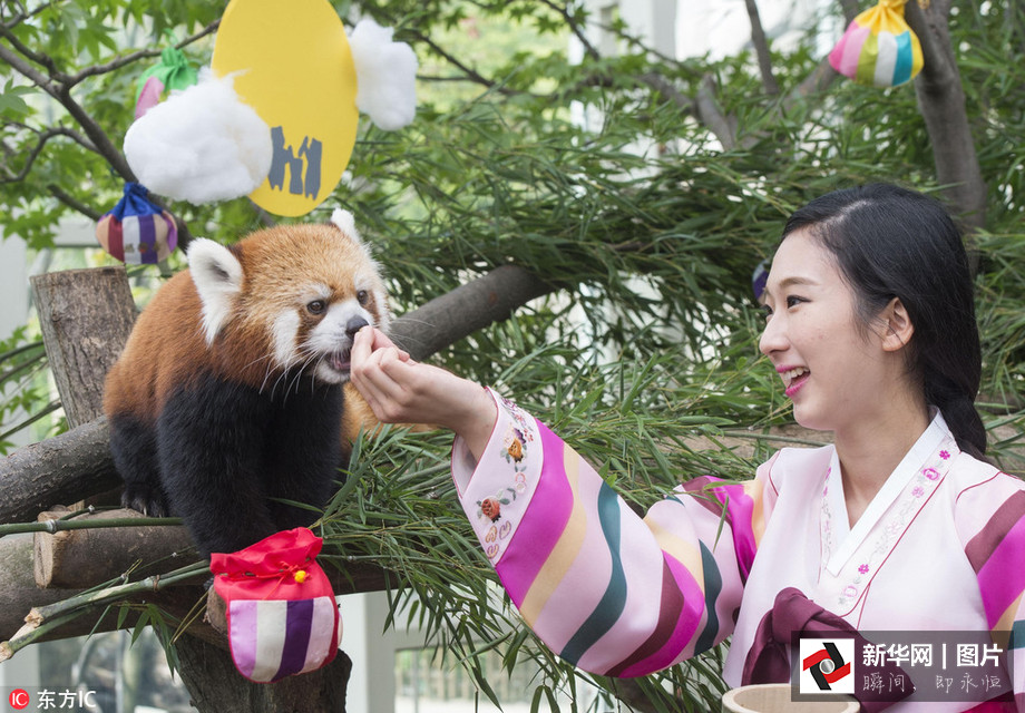 吃得開心！韓國動物園大熊貓?zhí)崆跋硎芄?jié)日大餐（組圖）