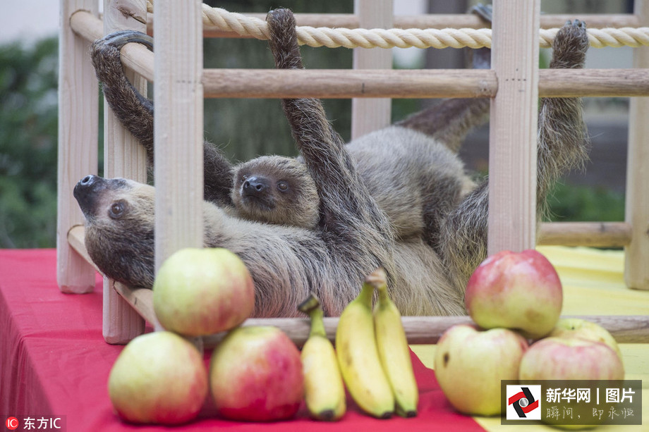吃得開(kāi)心！韓國(guó)動(dòng)物園大熊貓?zhí)崆跋硎芄?jié)日大餐（組圖）