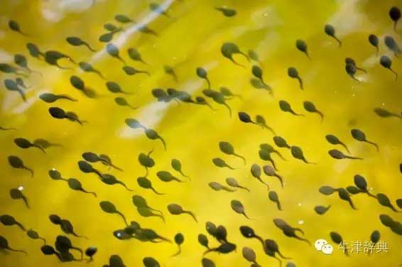 各種動物的孩子們用英文怎么稱呼呢？