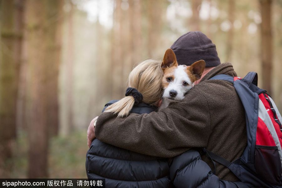 人類最好的朋友 英國年度狗狗攝影師獲獎(jiǎng)作品（組圖）