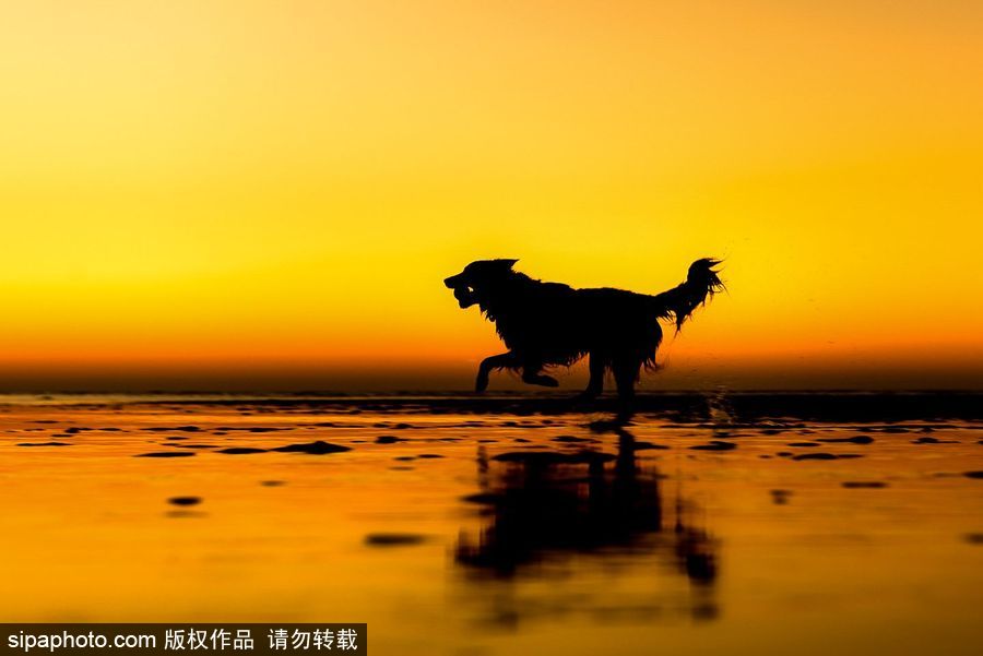 人類最好的朋友 英國年度狗狗攝影師獲獎(jiǎng)作品（組圖）