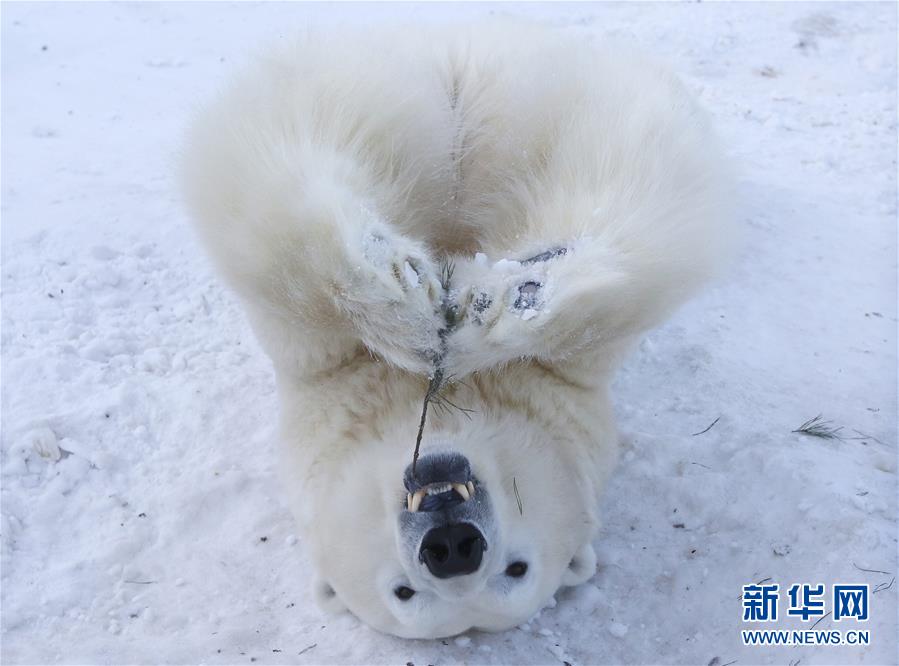 萌萌噠！“治愈系”動物們的憨萌瞬間（組圖）
