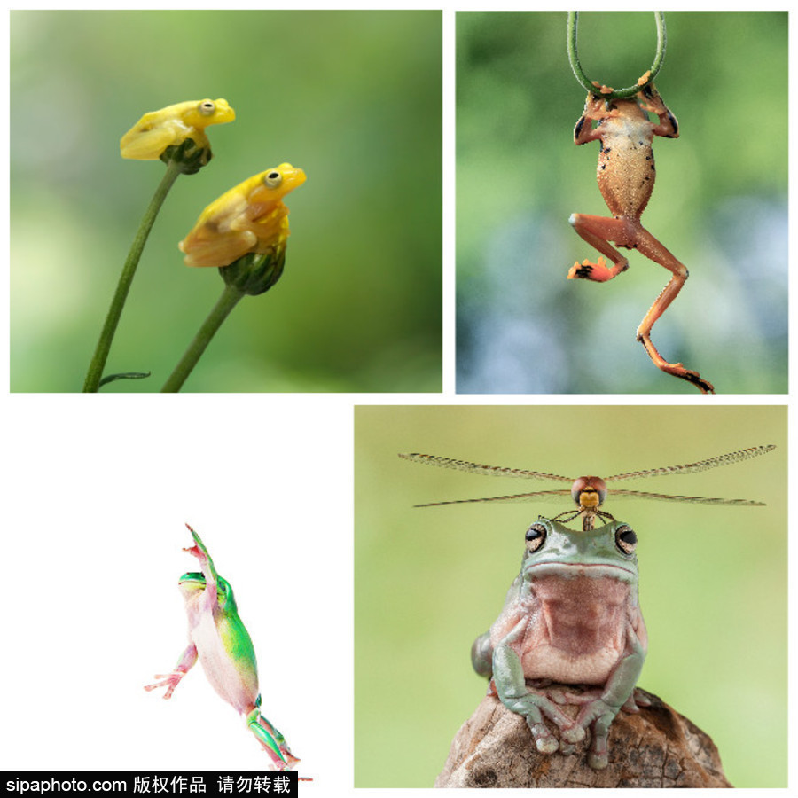 你的“蛙兒子”回來了嗎？盤點動物界佛系蛙日常萌照（組圖）