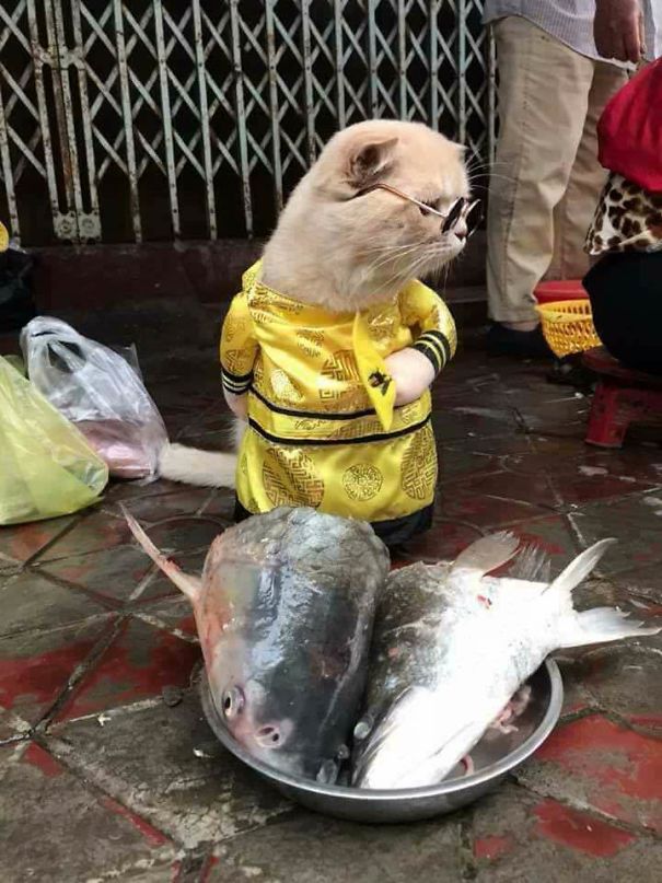 來(lái)會(huì)會(huì)越南最萌的魚販子（組圖）