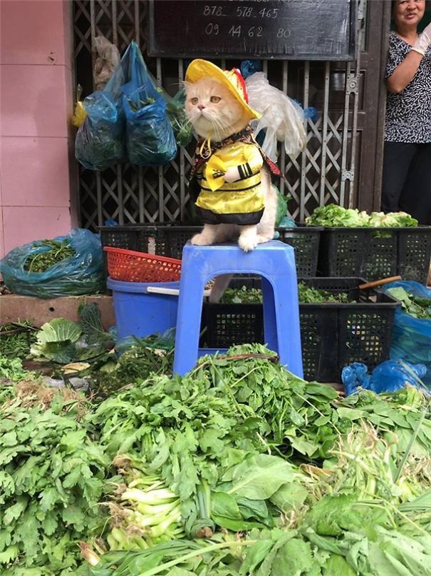 來(lái)會(huì)會(huì)越南最萌的魚(yú)販子（組圖）