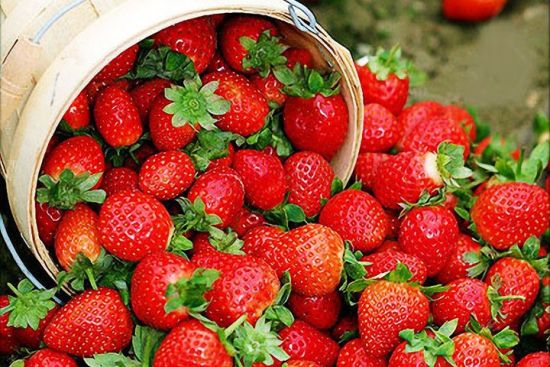 “最臟”果蔬榜發布 草莓再次高居榜首