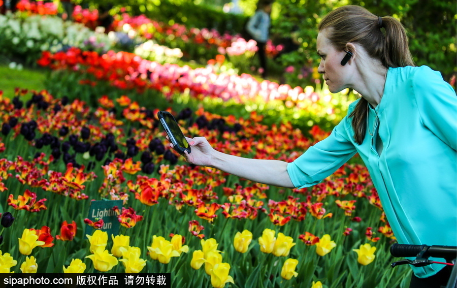 郁金香花節在俄羅斯圣彼得堡舉行 五顏六色花海迎客（組圖）