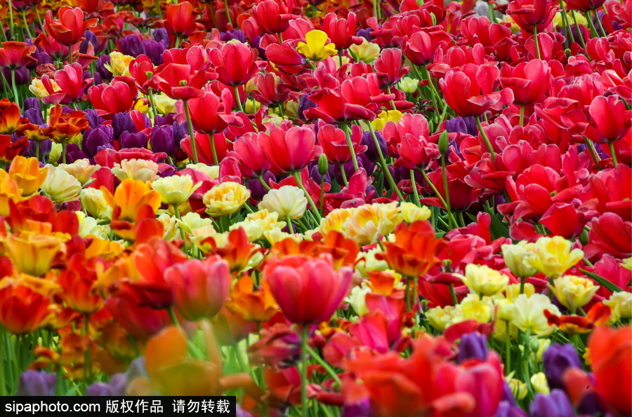 郁金香花節在俄羅斯圣彼得堡舉行 五顏六色花海迎客（組圖）
