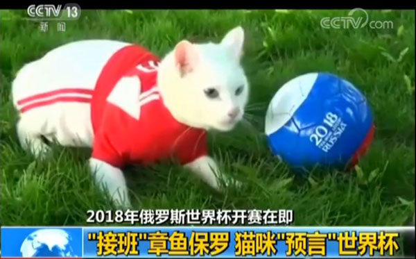 貓咪接班章魚保羅擔任世界杯“官方預言家”