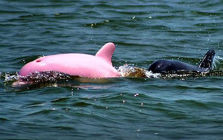 Pink dolphin surfaces in US <BR>美國(guó)驚現(xiàn)罕見(jiàn)粉色海豚