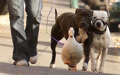 Duck believes she's a dog<BR>'迷糊'鴨自認是狗學狗叫