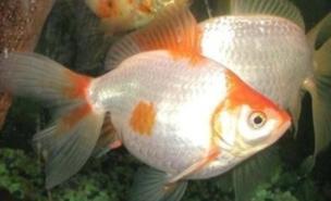 韓國(guó)G20峰會(huì)用金魚(yú)監(jiān)測(cè)水質(zhì)