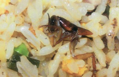 菜品驚現蟑螂顧客要求退款 老板開槍射擊